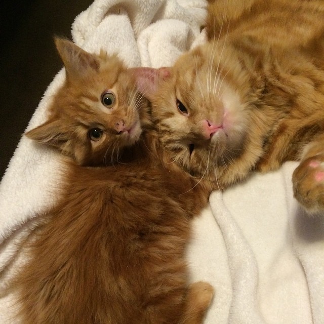 ginger-cat-adopts-mini-me-evin-minnie-20