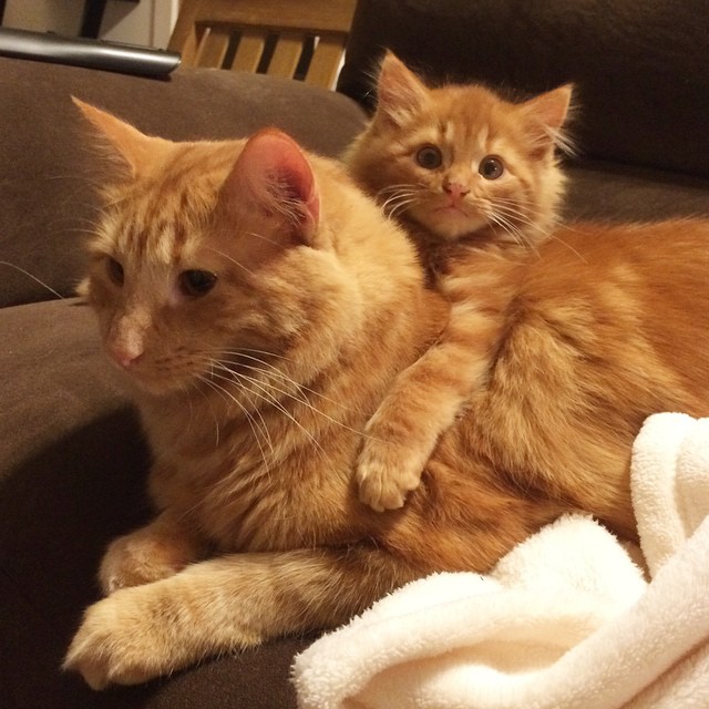 ginger-cat-adopts-mini-me-evin-minnie-23