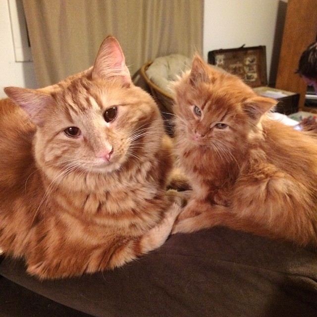 ginger-cat-adopts-mini-me-evin-minnie-27