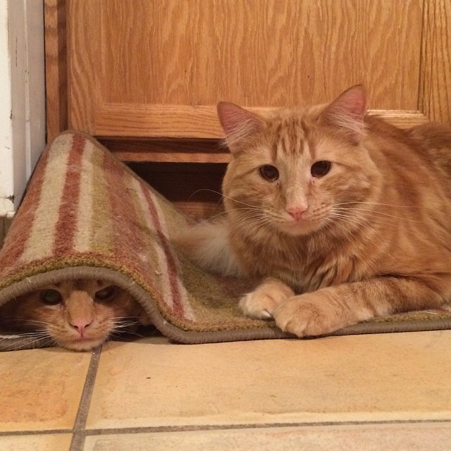 Cat Finds His Mini-Me, Decides To Adopt Him And Raise As His Own