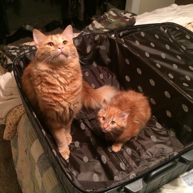 ginger-cat-adopts-mini-me-evin-minnie-34
