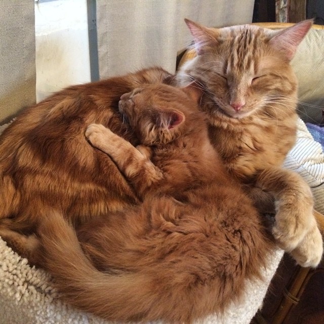 ginger-cat-adopts-mini-me-evin-minnie-38
