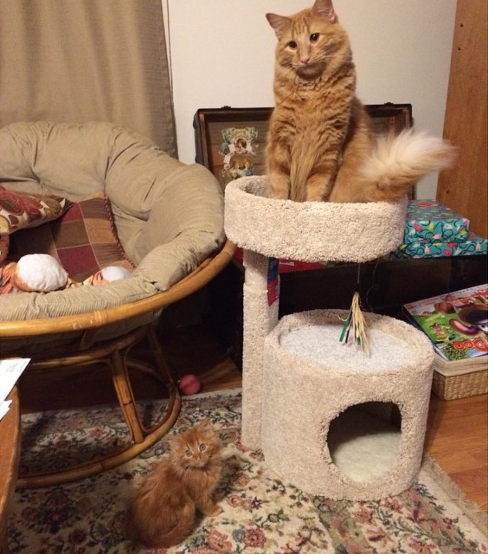 ginger-cat-adopts-mini-me-evin-minnie-39