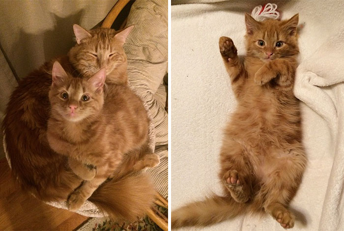 ginger-cat-adopts-mini-me-evin-minnie-49