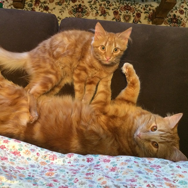 ginger-cat-adopts-mini-me-evin-minnie-5