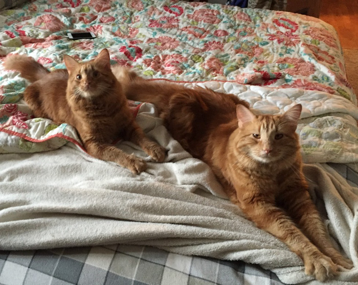 ginger-cat-adopts-mini-me-evin-minnie-51