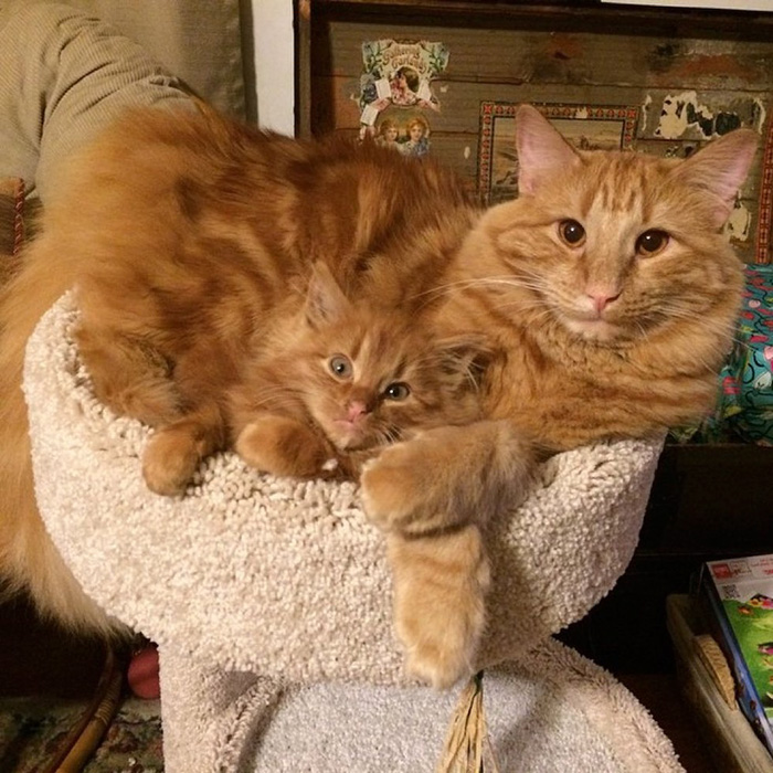 Cat Finds His Mini-Me, Decides To Adopt Him And Raise As His Own