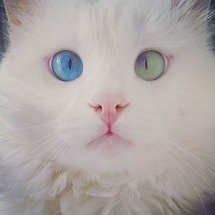 Snow-White Cat Has The Most Hypnotizing Eyes Of Different Color