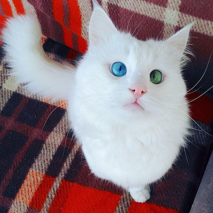 Snow-White Cat Has The Most Hypnotizing Eyes Of Different Color