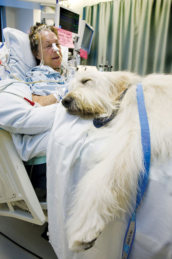 hospital-pets-allowed-animal-therapy-zacharys-paws-for-healing-juravinski-12