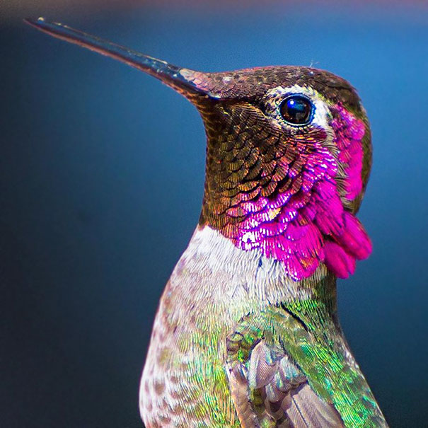 This Instagrammer Captures The Tiny Beauty Of Hummingbirds In Her Backyard