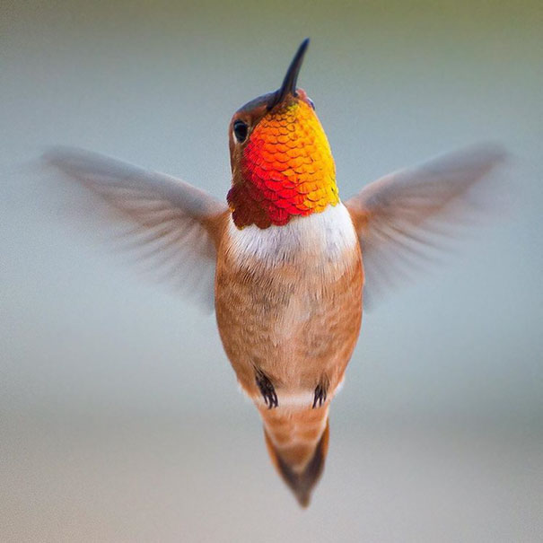 This Instagrammer Captures The Tiny Beauty Of Hummingbirds In Her Backyard