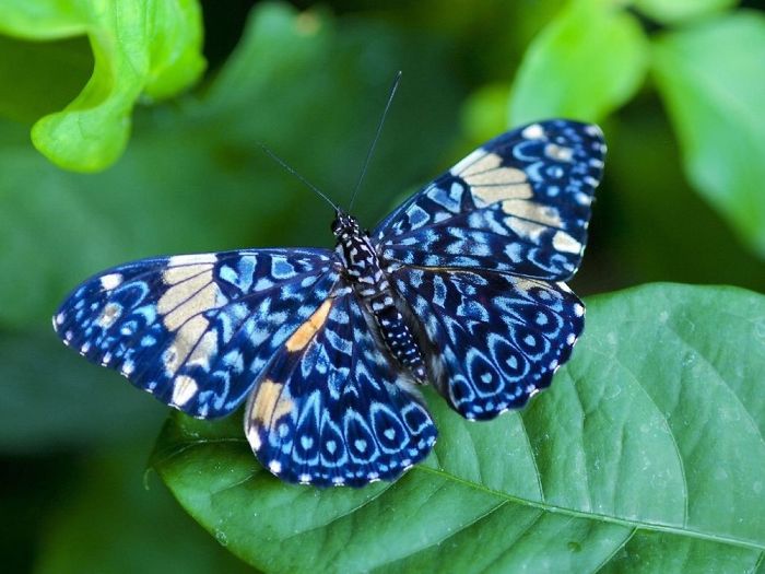 Blue Butterflies Are Awesome
