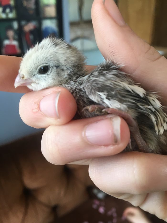 We Photographed Our Snowflake Quail Chicks And Immediately Regretted It!