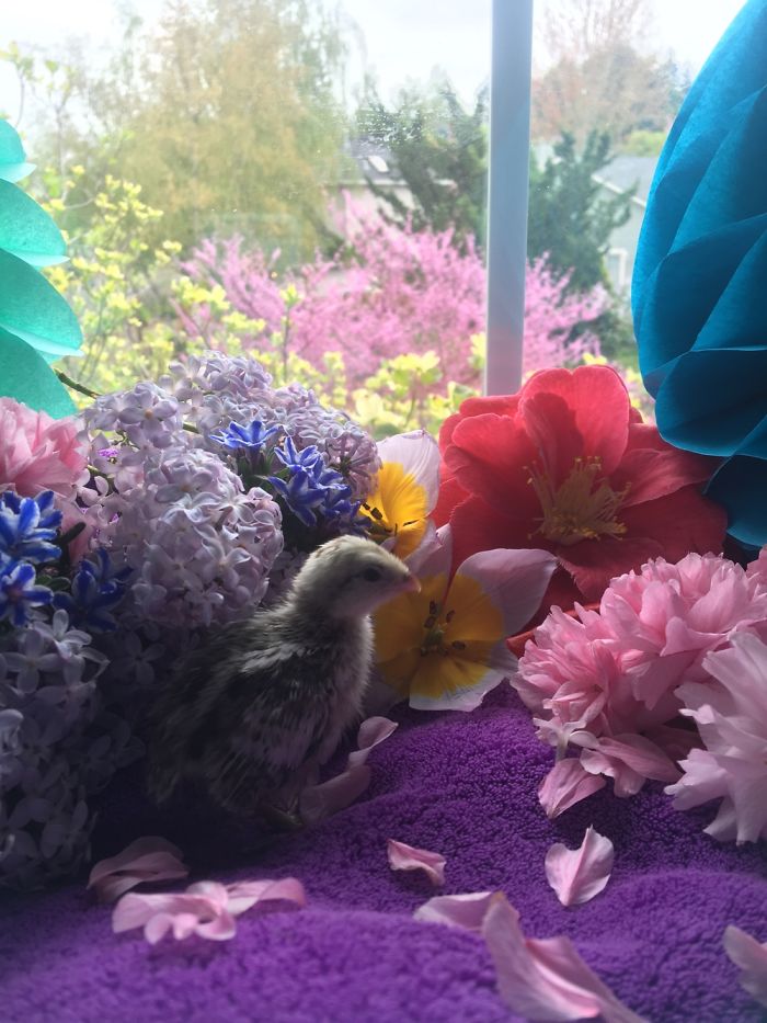 We Photographed Our Snowflake Quail Chicks And Immediately Regretted It!