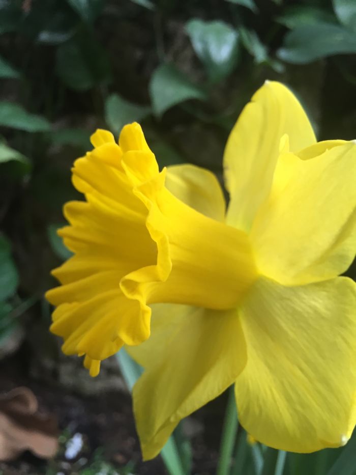 I Take Really Nice Pictures Of Flowers On My Iphone 6