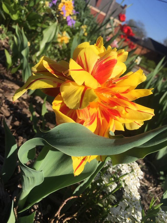 I Take Really Nice Pictures Of Flowers On My Iphone 6