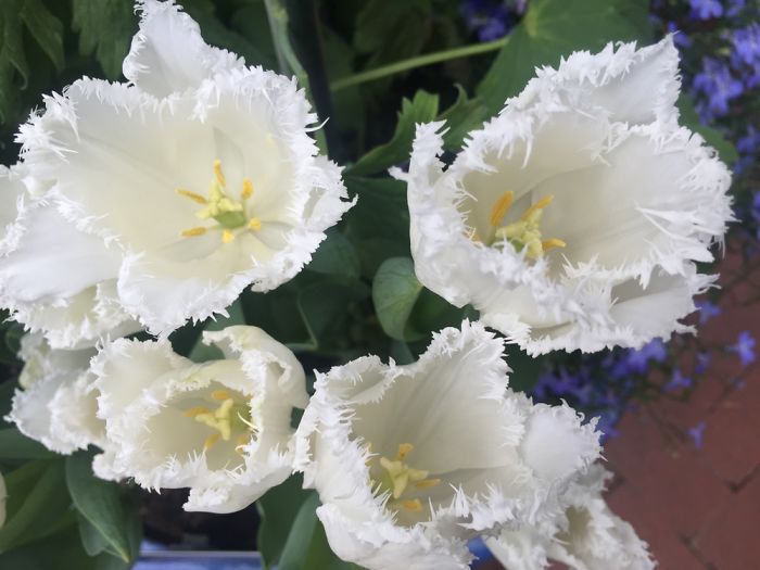 I Take Really Nice Pictures Of Flowers On My Iphone 6