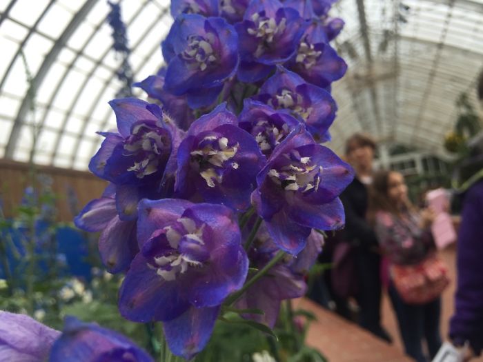 I Take Really Nice Pictures Of Flowers On My Iphone 6
