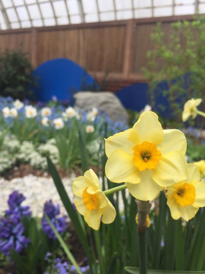 I Take Really Nice Pictures Of Flowers On My Iphone 6