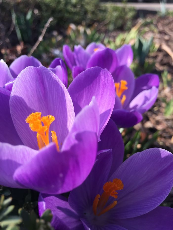 I Take Really Nice Pictures Of Flowers On My Iphone 6