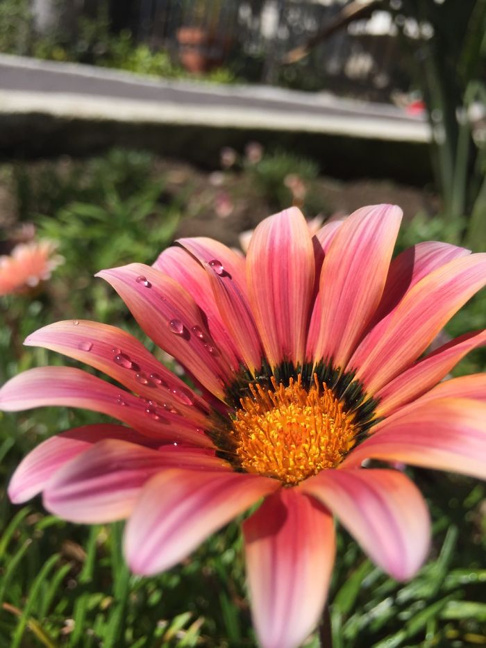 I Take Really Nice Pictures Of Flowers On My Iphone 6