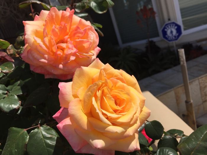 I Take Really Nice Pictures Of Flowers On My Iphone 6