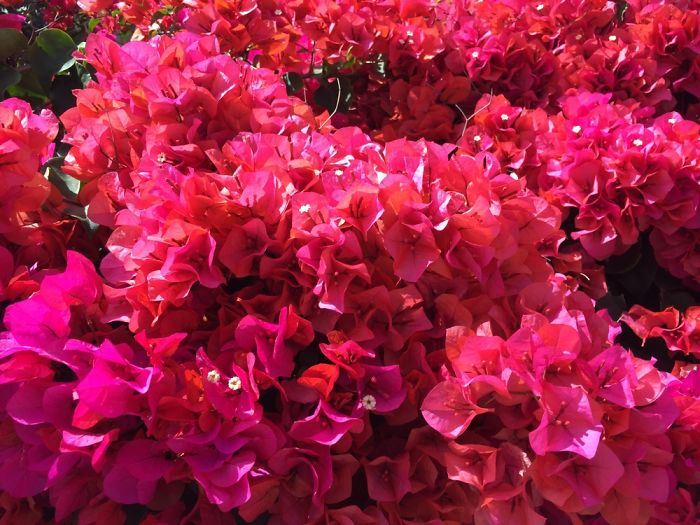 I Take Really Nice Pictures Of Flowers On My Iphone 6