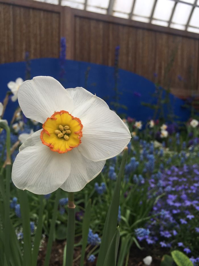 I Take Really Nice Pictures Of Flowers On My Iphone 6