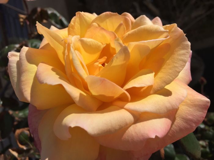 I Take Really Nice Pictures Of Flowers On My Iphone 6