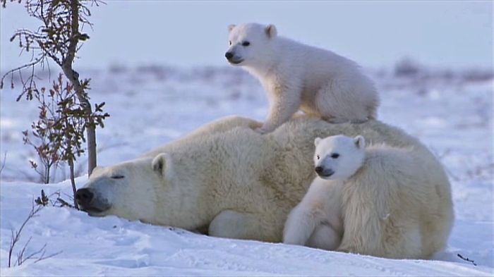 Adorable Polar Bear Cubs (10+ Pics)