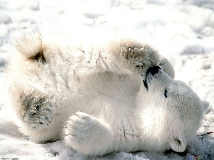 Adorable Polar Bear Cubs (10+ Pics)
