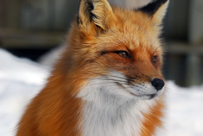 Beautiful Photos Of Foxes (10+ Pics)