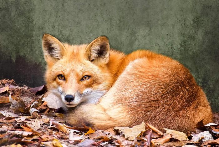 Beautiful Photos Of Foxes (10+ Pics)