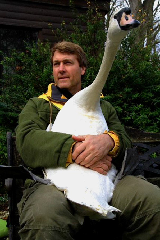 injured-swan-hugs-man-richard-wiese-born-to-explore-abbotsbury-swannery-9