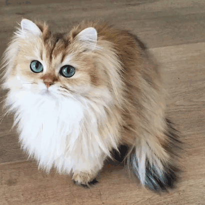 Este es Smoothie, el gato más fotogénico del mundo