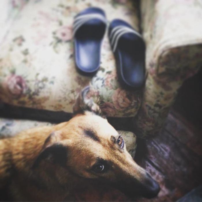 I'm A Psychologist And I Capture My Rescue Dog's Shoe Fetish On Instagram