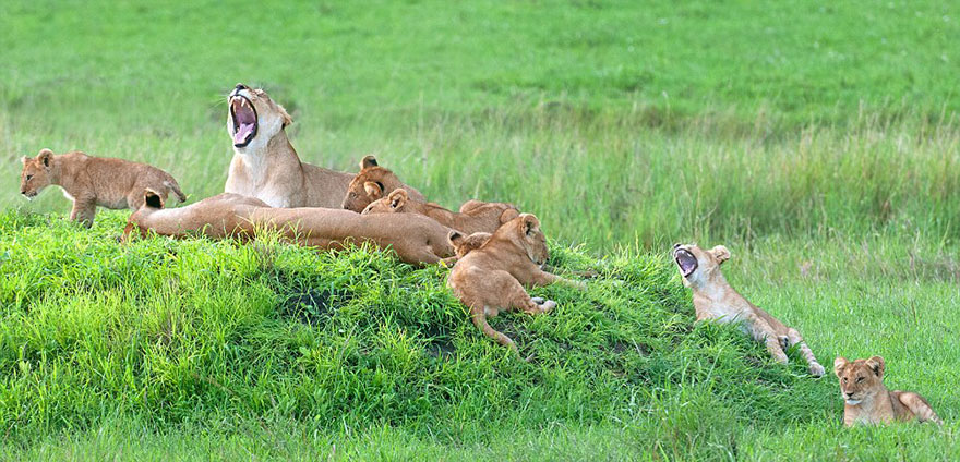 lion-cubs-family-portrait-barbara-fleming-serengeti-loliondo-conservation-3