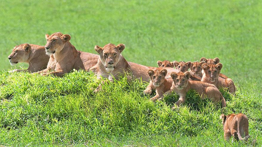 lion-cubs-family-portrait-barbara-fleming-serengeti-loliondo-conservation-4