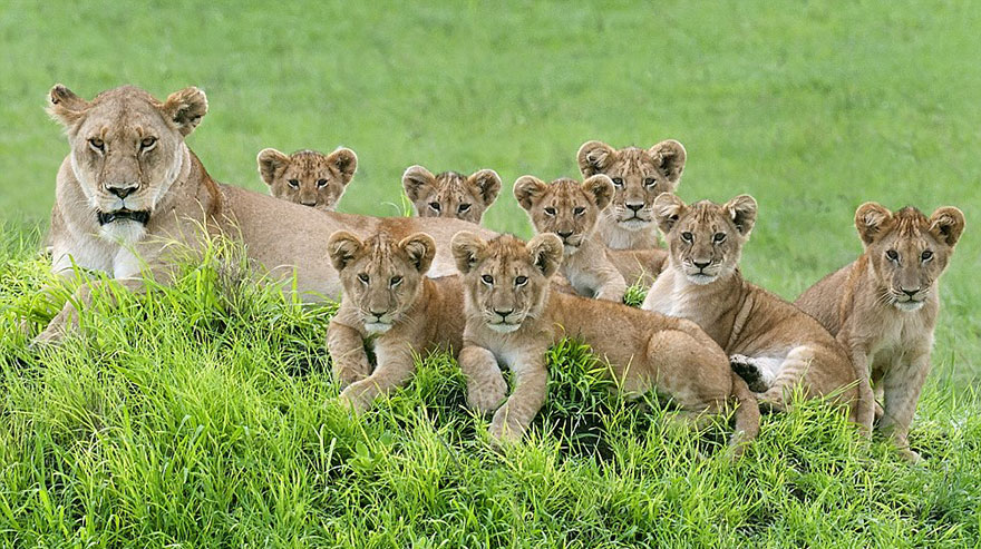 lion-cubs-family-portrait-barbara-fleming-serengeti-loliondo-conservation-5