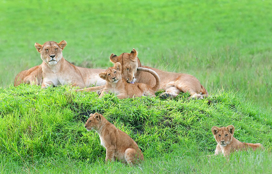 lion-cubs-family-portrait-barbara-fleming-serengeti-loliondo-conservation-6