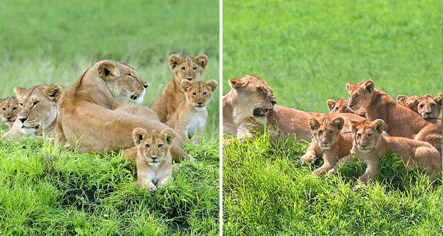 lion-cubs-family-portrait-barbara-fleming-serengeti-loliondo-conservation-9