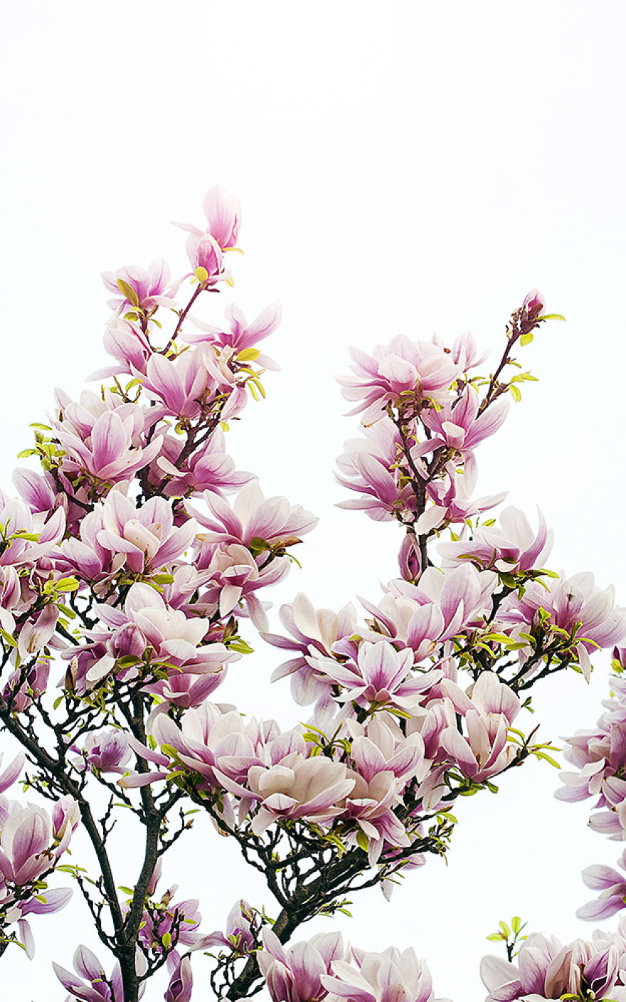 I Photographed My Favorite Spring Tree, The Magnolia, At Its Best