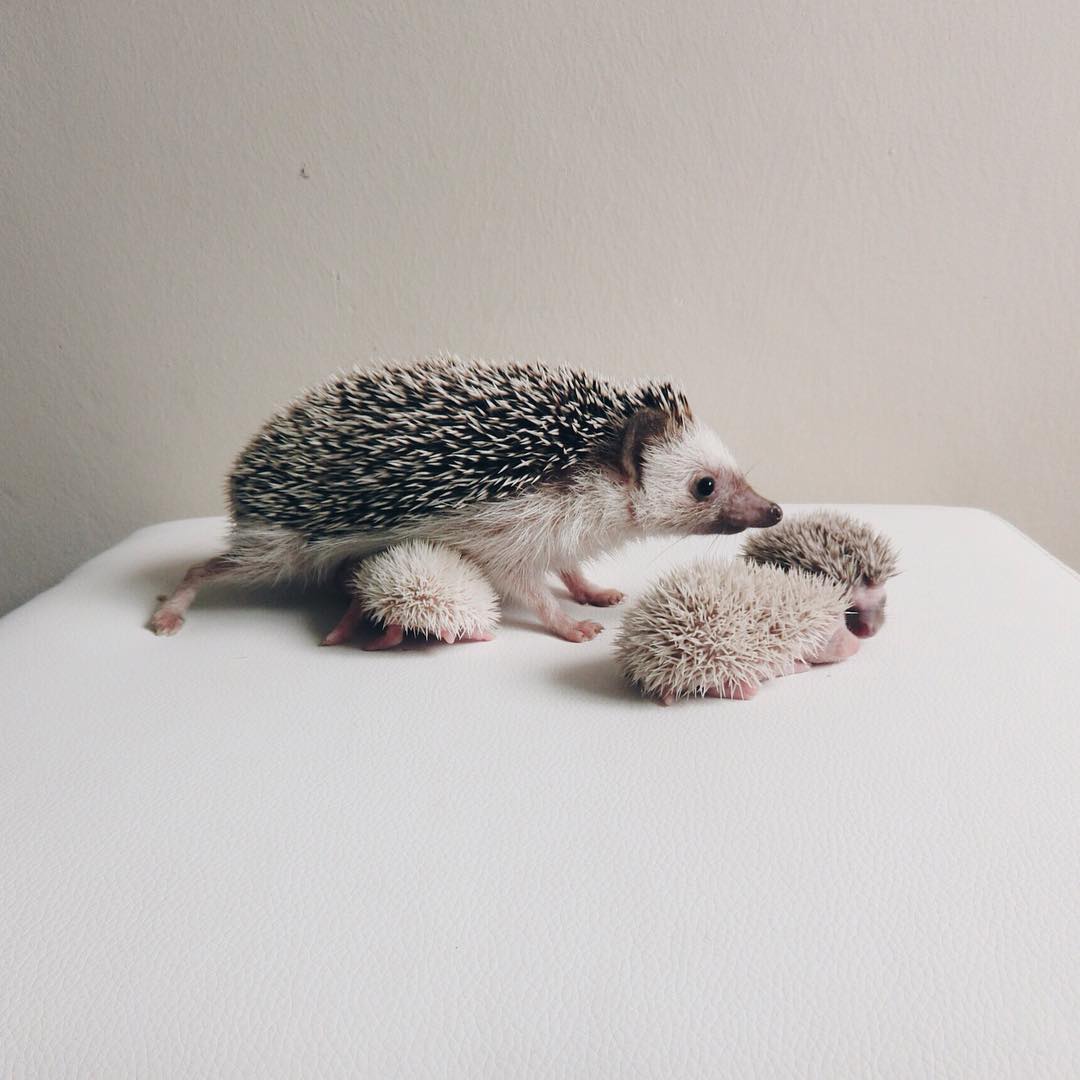 minimal-hedgehog-pictures-hogybaby-picture3