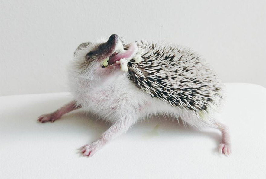 minimal-hedgehog-pictures-hogybaby-picture4