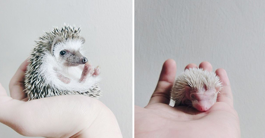 minimal-hedgehog-pictures-hogybaby-picture5