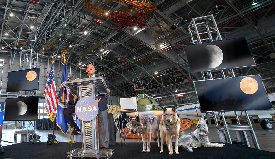 Nasa Announces Plans To Send Wolves To The Moon