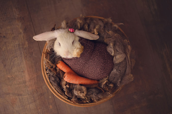 Newborn Session… With A Bunny!
