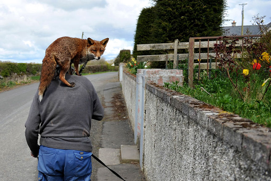 This Man Rescued These Foxes And Now They Won't Leave His Side