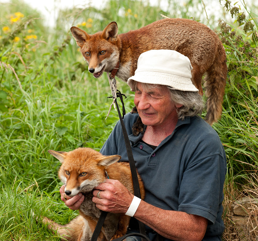 pet-foxes-rescue-patsy-gibbons-ireland-13